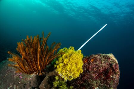 Plastic pollution in ocean problem. Floating plastic straw polluting tropical coral reef.の写真素材