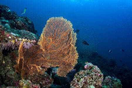 Huge Gorgonian Sea Fan on a tropical coral reef in Andaman seaの写真素材