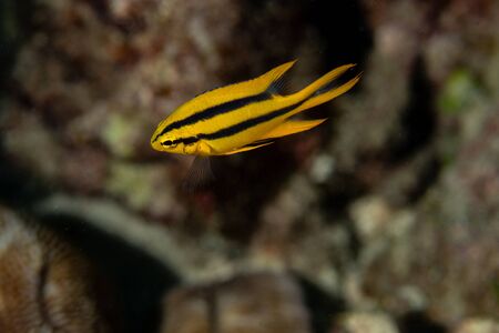 Juvenile Yellowtail Damselfish, Neoglyphidodon nigroris in a tropical coral reef of Andaman seaの写真素材