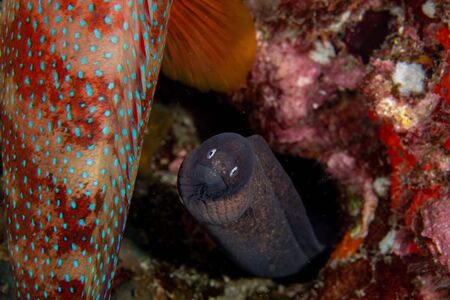 White eyed Moray Eel, Siderea Thyrsoideaの写真素材