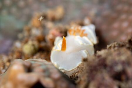Ardeadoris averni nudibrach closeup photography closeup photograpy in a Boonsung wreck near Khao Lak Thailandの写真素材