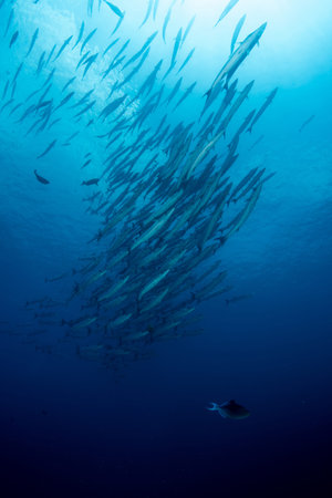 School of Chevron Barracuda, Sphyraena Putnamiae in a tropical blue waters of Andaman seaの写真素材
