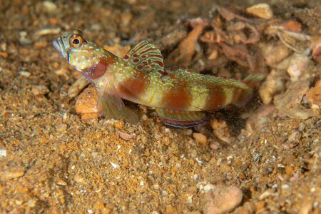 Wide-barred Shrimpgoby, Amblyeleotris latifasciata cloesupの写真素材