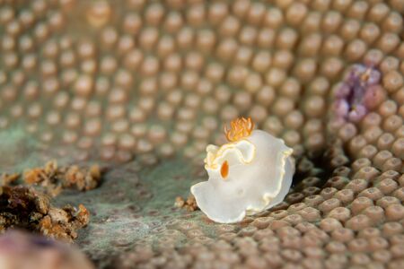 Ardeadoris averni nudibrach closeup photography closeup photograpy in a Boonsung wreck near Khao Lak Thailandの写真素材
