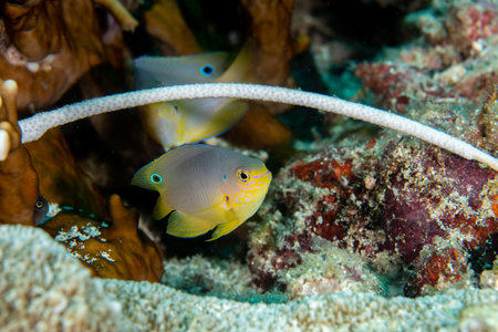 Ocellate damselfish, Pomacentrus vaiuli in a tropical coral reef of Andaman sea