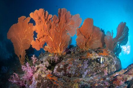 Huge Gorgonian Sea Fans on a tropical coral reef in Andaman seaの写真素材
