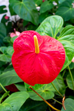 Beautiful red anthurium flower in a gardenの写真素材