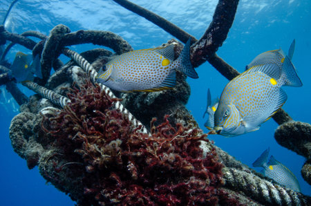 A pack of Gold saddle Rabbitfish (Siganus guttatus) among the entangled ropes and anchor lines on the reefs of Koh Tao, Thailandの写真素材