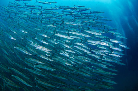 School of Chevron Barracuda, Sphyraena putnamiaeの写真素材