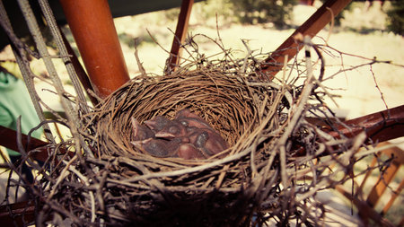 Chicks in nest while mom was awayの写真素材