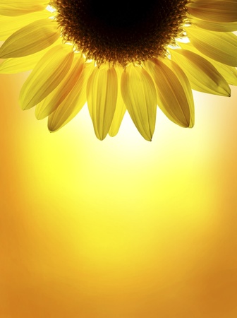 A sunflower on sunset skyの写真素材