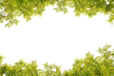 green fresh leaves frame 