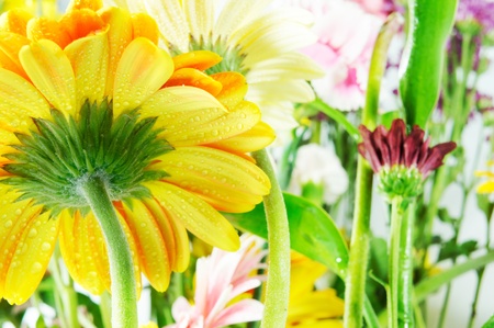 A yellow gerbera beauty backgroundの写真素材
