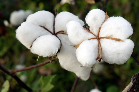 closeup of ripe cotton plantの写真素材