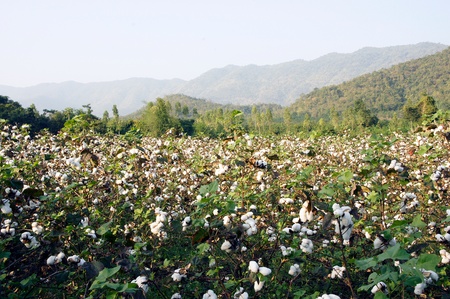 Cotton plants in a field against a blue skyの写真素材