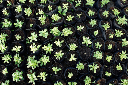 young sprout green plant garden