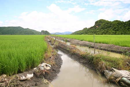 Rice terrace and mountains on skyの写真素材