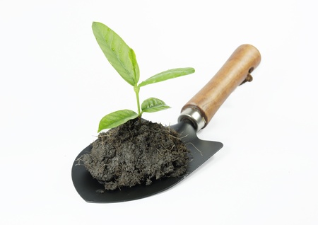 plant white tool spade woodの写真素材