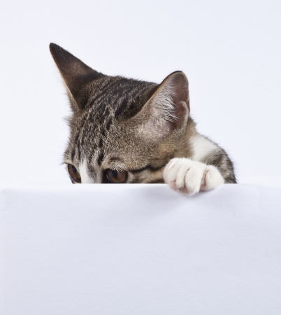 Kitten looking on blank sign 
の写真素材