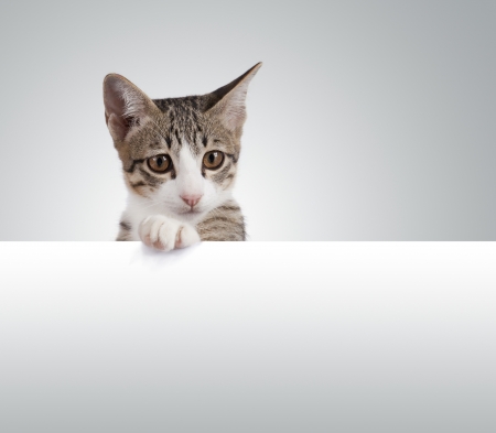 Kitten hanging over blank poster board.
の写真素材