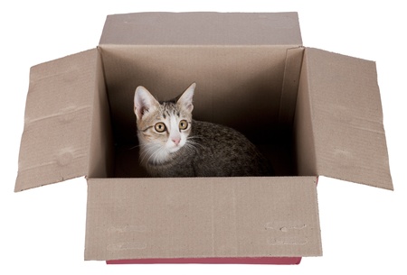 young cat in box on white
の写真素材