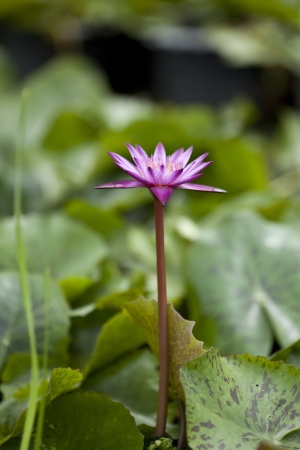 close-up, pink lotus blooming in the tropical gardenの写真素材