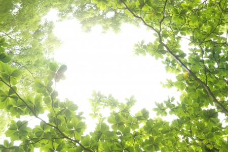 Beautiful green leaves and bright sun の写真素材