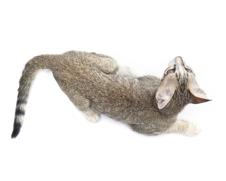 top view of cat kitten  on white の写真素材