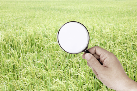hand finding green filed riceの写真素材