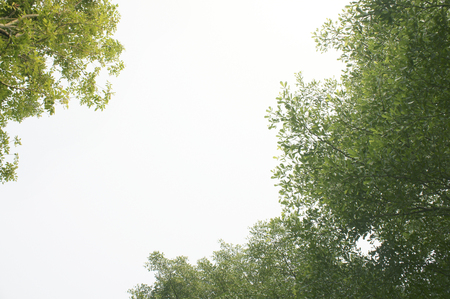 up view green leaf backgroundの写真素材