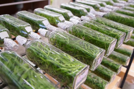 Close up orchid plants tissue culture botanic nursery growing in bottle