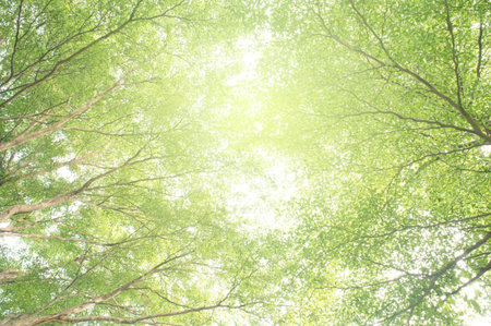 natural healing,close-up light green leaves and sunlight,