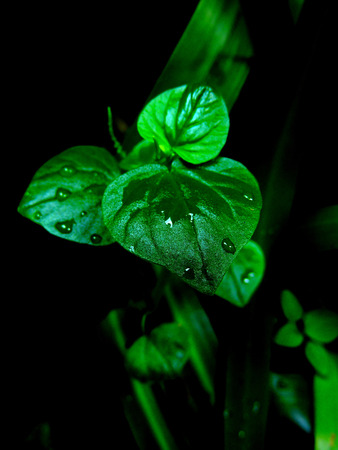 leavesの写真素材