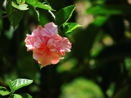 rose flowerの写真素材