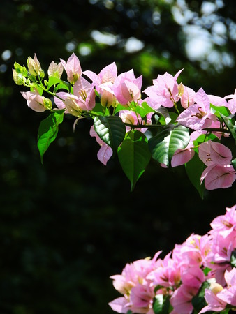 Large plantsの写真素材