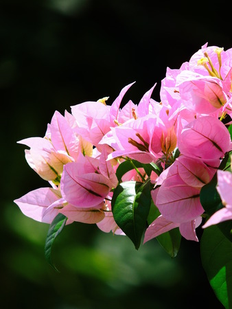 flowerの写真素材