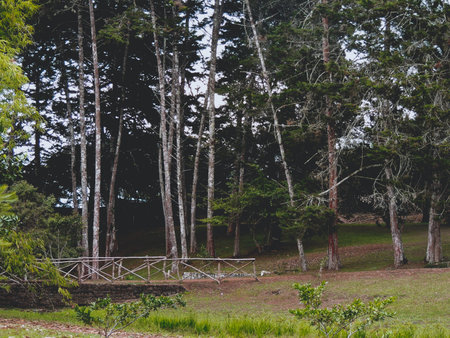 FOREST
