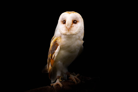 Barn Owl on black backgroundの写真素材