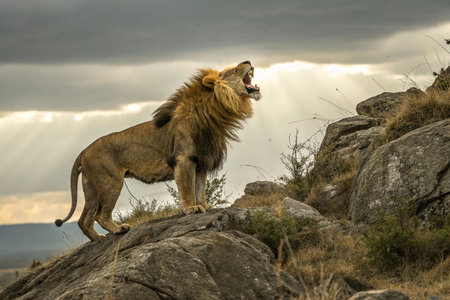 Roaring lion atop African rock outcrop, sunbeams breaking through cloudsの素材
