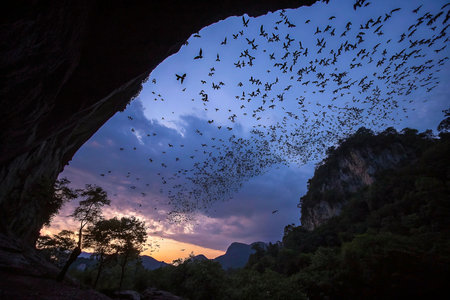 Bats emerge from cave at dusk over mountainsの素材