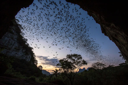 Bats emerge from cave at sunrise, jungle backgroundの素材