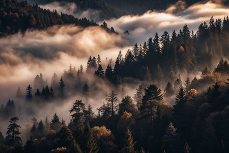 Misty morning in autumn forest valleyの素材