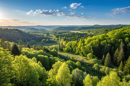 Panoramic view of lush green forest valley at sunset.の素材