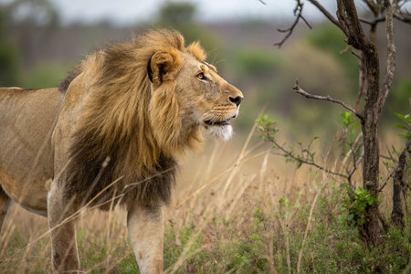 Majestic male lion walking in savanna grassland.の素材