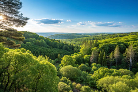 Lush green forest valley landscape at sunset.の素材