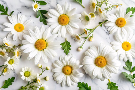 White Daisies and other flowers on marble, flat layの素材