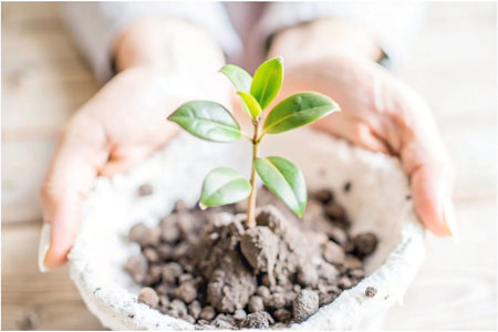 Hands holding young plant, nurturing growth, indoors, soft lightの素材
