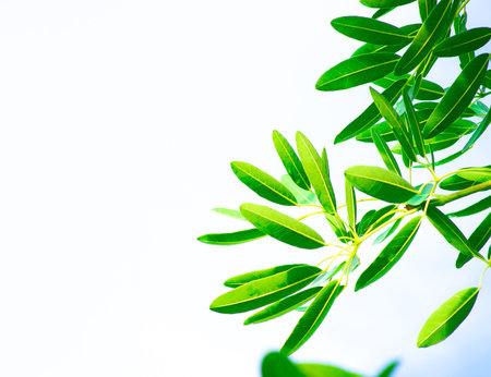 green leaves isolated on white background