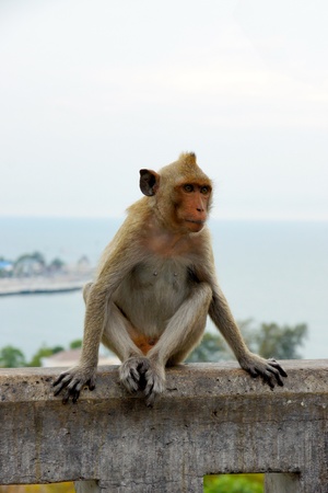 monkey sitting on the concrete fenceのeditorial素材