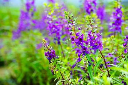 violet flower field backgroundの写真素材